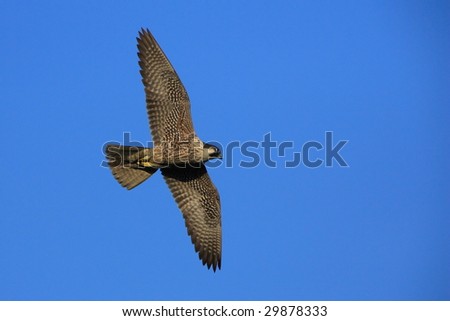 Peregrine Falcon Stock Photos, Images, & Pictures | Shutterstock