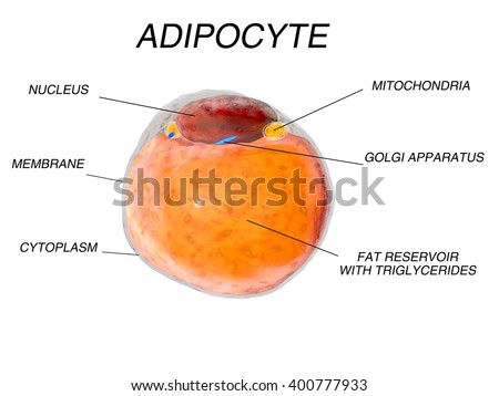 Adipose Fat Cells 111