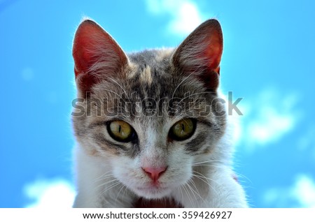 Flying Cat Stock Photos, Images, & Pictures | Shutterstock