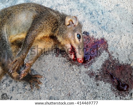 http://thumb101.shutterstock.com/display_pic_with_logo/4024045/414469777/stock-photo-squirrel-dead-lay-on-road-by-car-accident-male-squirrel-s-tail-bunch-414469777.jpg