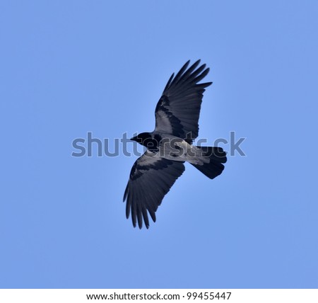 Crows Flying Stock Photos, Images, & Pictures | Shutterstock