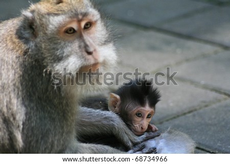 macaque monkey looking baby thoughtful macac shutterstock search illustrations