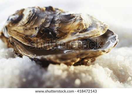 Oyster Pearl Stock Photos, Images, & Pictures | Shutterstock