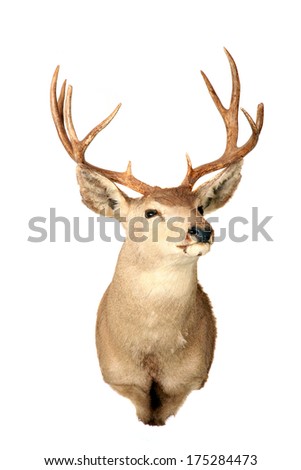 stuffed deer taxidermy