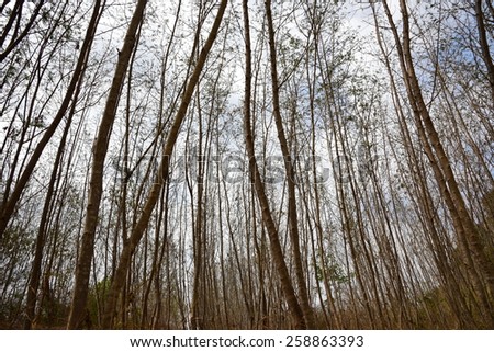Leafless tree with many branches. - stock photo
