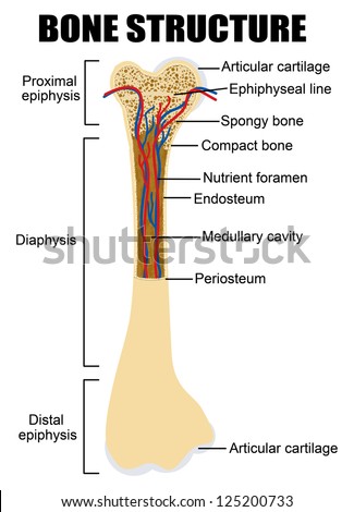 Skeletal system Stock Photos, Images, & Pictures | Shutterstock