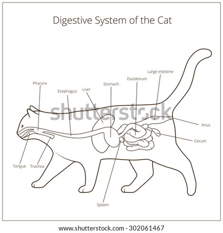 Animal Digestive System Stock Photos, Images, & Pictures | Shutterstock