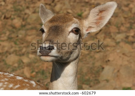 Pine mountain wild animal safari coupon