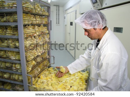 Farmer controls baby chicken, hatched from the incubator - stock photo