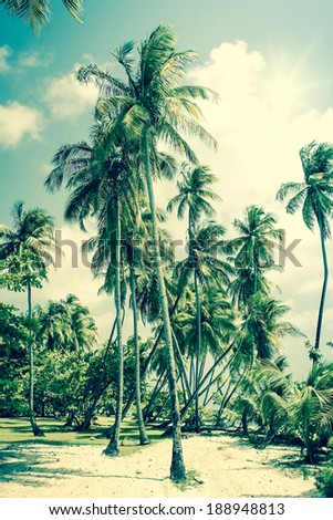 Palmtree Stock Photos, Images, & Pictures | Shutterstock