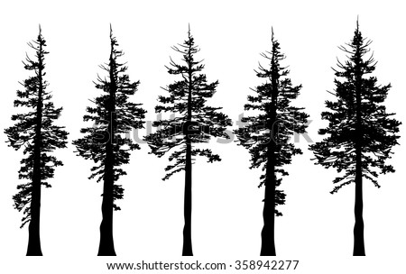 Evergreen Stock Photos, Images, & Pictures | Shutterstock