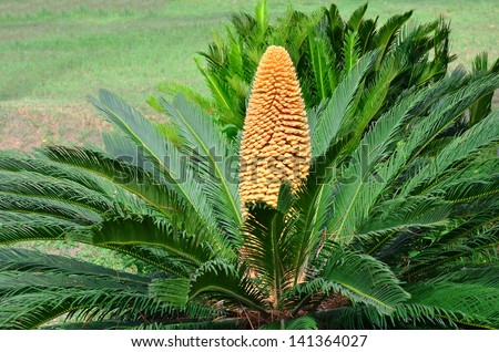 Very rare occurrence in nature -- the male Sago Palm (Cycas revoluta ...