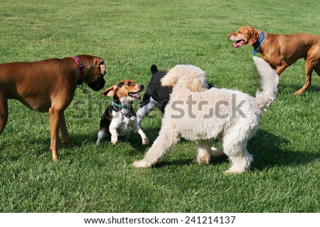 stock-photo-group-of-dogs-playing-outdoo