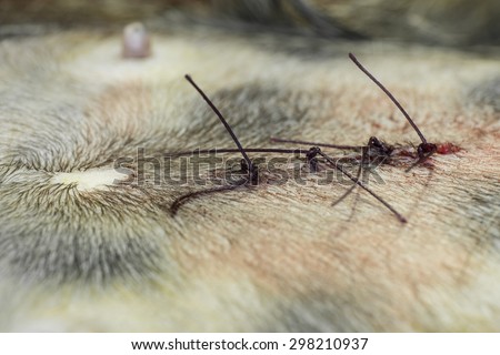 stock images similar to id 108133865 stitches on arm after stock images similar to id 88152760 a doctor removes blue suture stock images similar to id 108133865 stitches on arm after stock images similar to id 88152760 a doctor removes blue suture