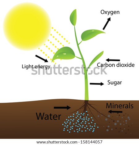 Photosynthesis Stock Photos, Images, & Pictures | Shutterstock