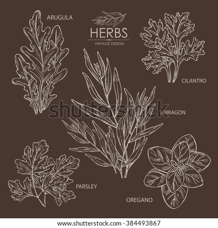 oregano herbal supplement