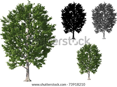 Maple Tree Stock Vectors & Vector Clip Art | Shutterstock