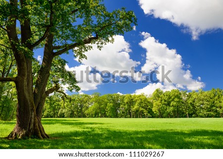 Green city park with trees. Beautiful summer landscape - stock photo