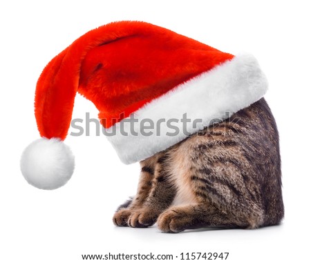 stock-photo-cat-in-santa-claus-red-hat-isolated-on-white-background-115742947.jpg