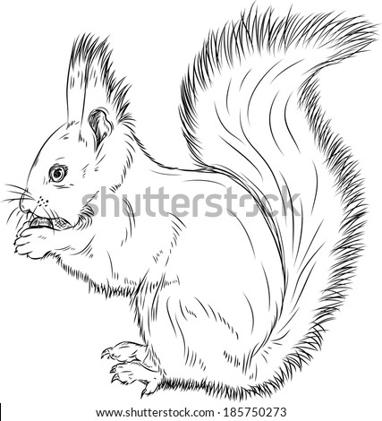 Outline+of+a+Squirrel Squirrel outline Stock Photos, Images, & Pictures | Shutterstock