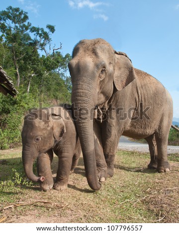 Asian Elephants Stock Photos, Images, & Pictures | Shutterstock