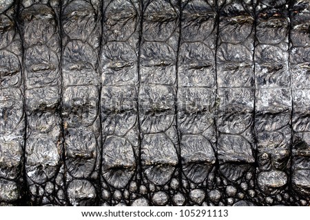 Alligator Skin Stock Photos, Images, & Pictures | Shutterstock