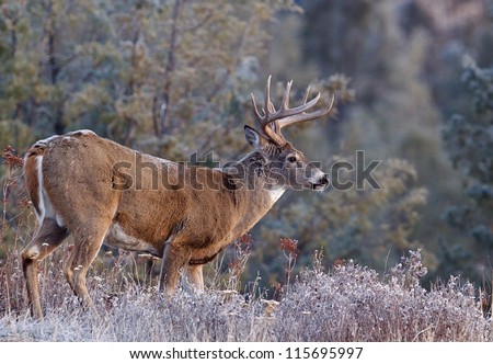 Whitetail Buck Deer Stag, Adirondack Mountains, upstate New York deer