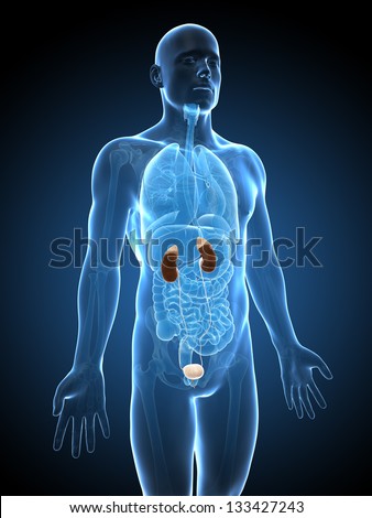 Adrenal Gland Stock Photos, Images, & Pictures | Shutterstock