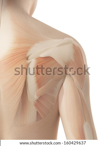 Shoulder Anatomy Stock Photos, Images, & Pictures | Shutterstock