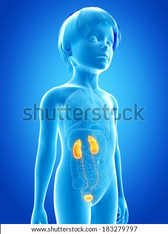 Urethra Stock Photos, Images, & Pictures | Shutterstock
