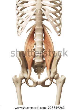 Muscle Anatomy Stock Photos, Images, & Pictures | Shutterstock