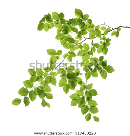 Twig Stock Photos, Images, & Pictures | Shutterstock