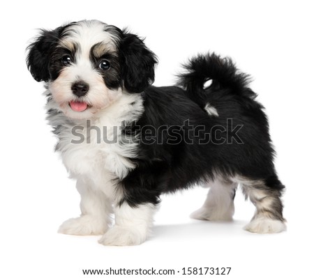 bichon havanese dogs 101 a beautiful happy tricolor havanese puppy is standing and looking at bichon havanese dogs 101 a beautiful happy tricolor havanese puppy is standing and looking at