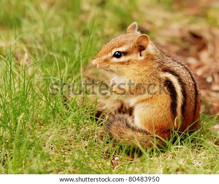 asian burrowing rodent jessica simpson hardcore fakes