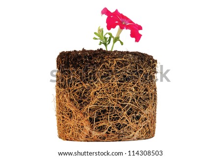 Flower Roots Stock Photos, Images, & Pictures | Shutterstock