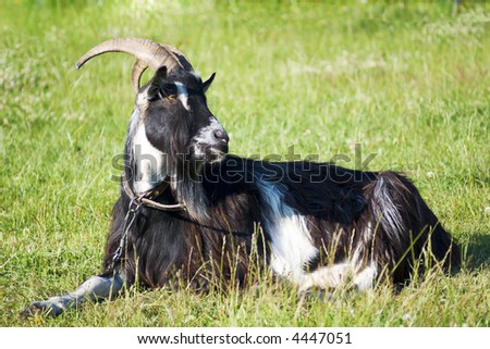 Billy Goat Laying On The Grass Serious Goat Stock Photos Images Pictures