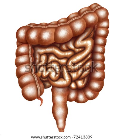 Human intestine Stock Photos, Images, & Pictures | Shutterstock