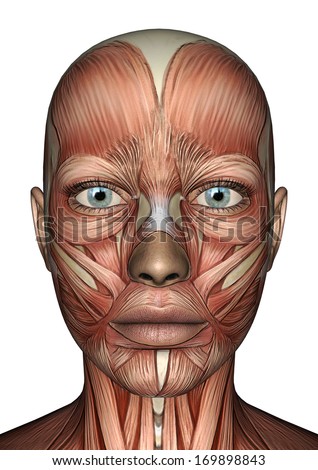 The Muscular System Face 70