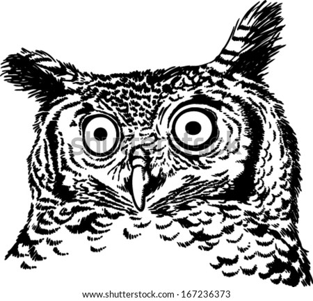 Spotted Owl Essay
