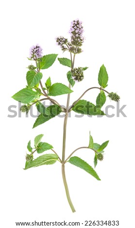 Mentha Stock Photos, Images, & Pictures | Shutterstock