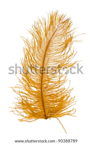 Gold Feather Stock Photos, Images, & Pictures | Shutterstock