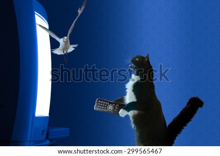 remote control bird for cats