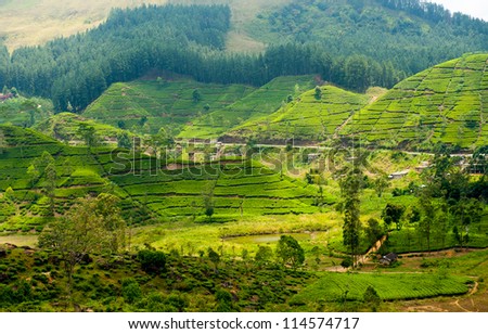 Tea plantation landscape in Sri Lanka - stock photo