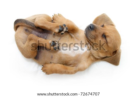 puppy sleeping on back back stock photos images pictures puppy sleeping on back back stock photos images pictures