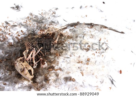 Field+Mouse+Life+Cycle Decomposing life cycle of a grey field mouse (Mus Musculus) - day 034 ...