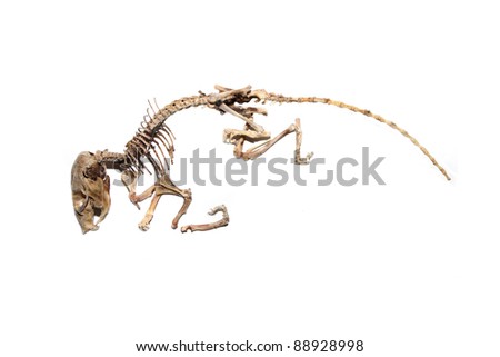 Field+Mouse+Life+Cycle Field mouse Stock Photos, Images, & Pictures | Shutterstock
