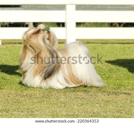 shih tzu goggles model wearing black goggles in models picture shih tzu goggles model wearing black goggles in models picture