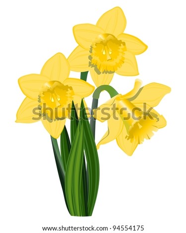 Yellow narcissus, vector  stock vector