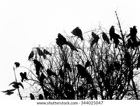 Three black crows sat on a tree