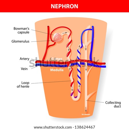 Kidney Nephron Structure